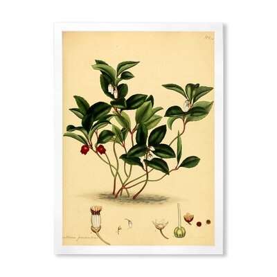 Vintage Plant Life III - Traditional Canvas Wall Art Print - Image 0