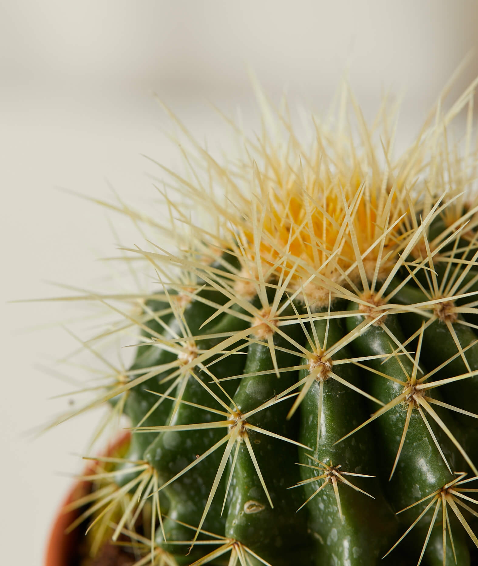 Cacti Collection -  Alabaster - Image 1