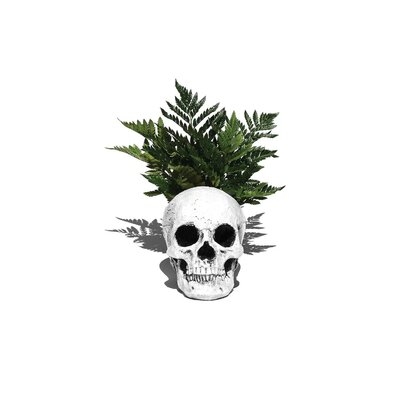 Skull & Fern Black & White by Jonathan Brooks - Wrapped Canvas Gallery-Wrapped Canvas Giclée - Image 0