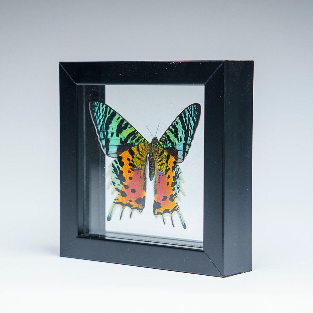 Astro Gallery of Gems Single Genuine Uraniide Butterfly In Black Display Frame - Image 0