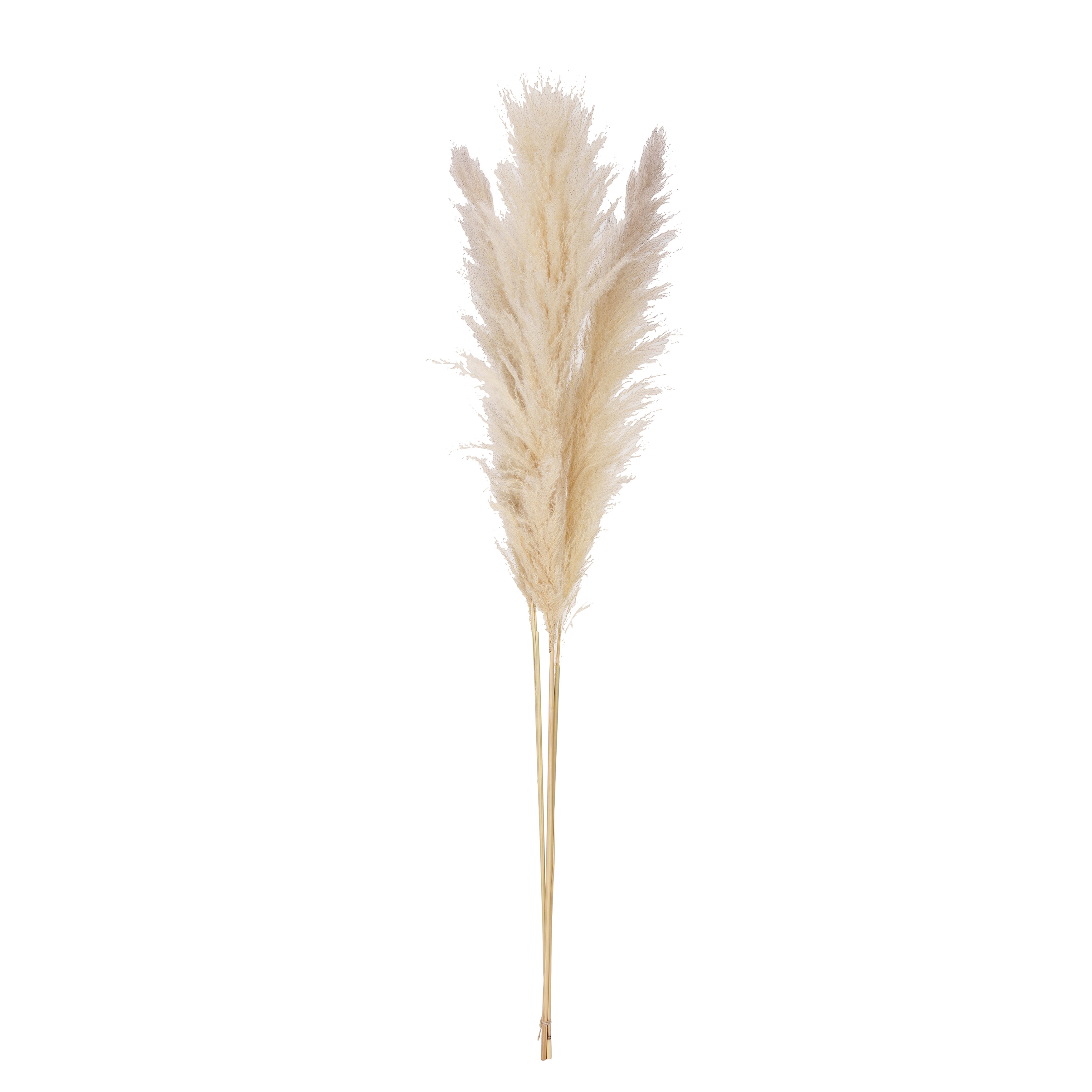 Dried Pampas Grass Bunch, Natural - Image 0