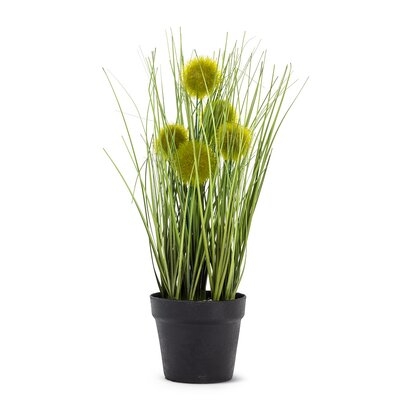Pompom Grass In Pot Plant - Image 0