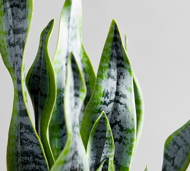 Faux Potted Houseplant, Snake Plant - Image 1