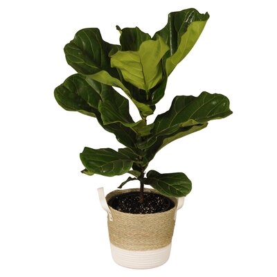Fiddle Leaf Fig Bush Live Indoor Houseplant In 10 Inch Beige And White Whicker Basket - Image 0