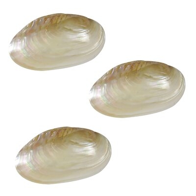 3 Pearled Freshwater Clam Pairs 6-7" - Image 0
