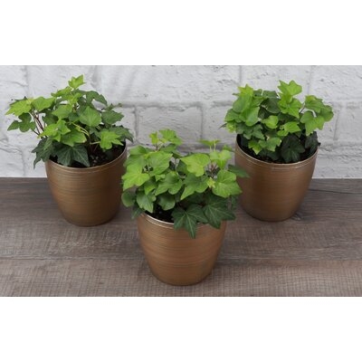 2 - Piece  Live Ivy Plant Pot Set - Image 0