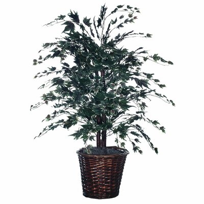 Floor Plant in Planter - Image 0