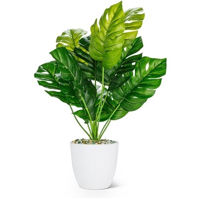 Large Monsterra Leaf Plant - Image 0