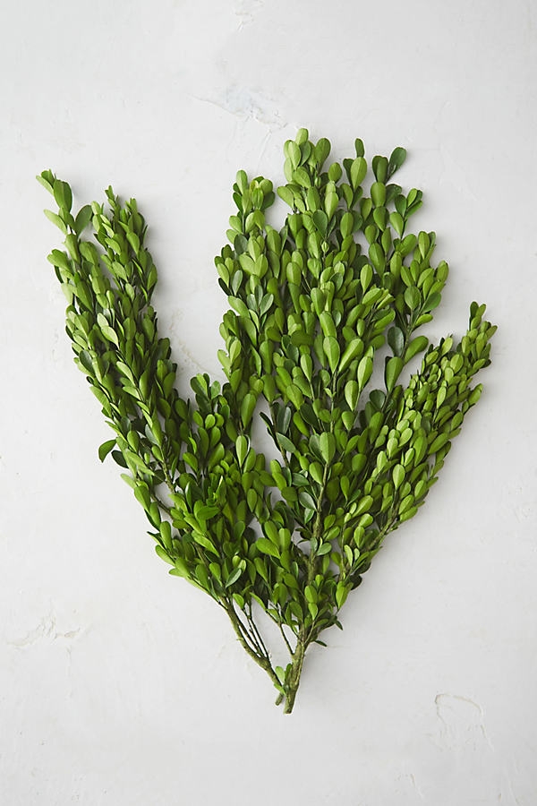 Preserved Boxwood Bunch - Image 0