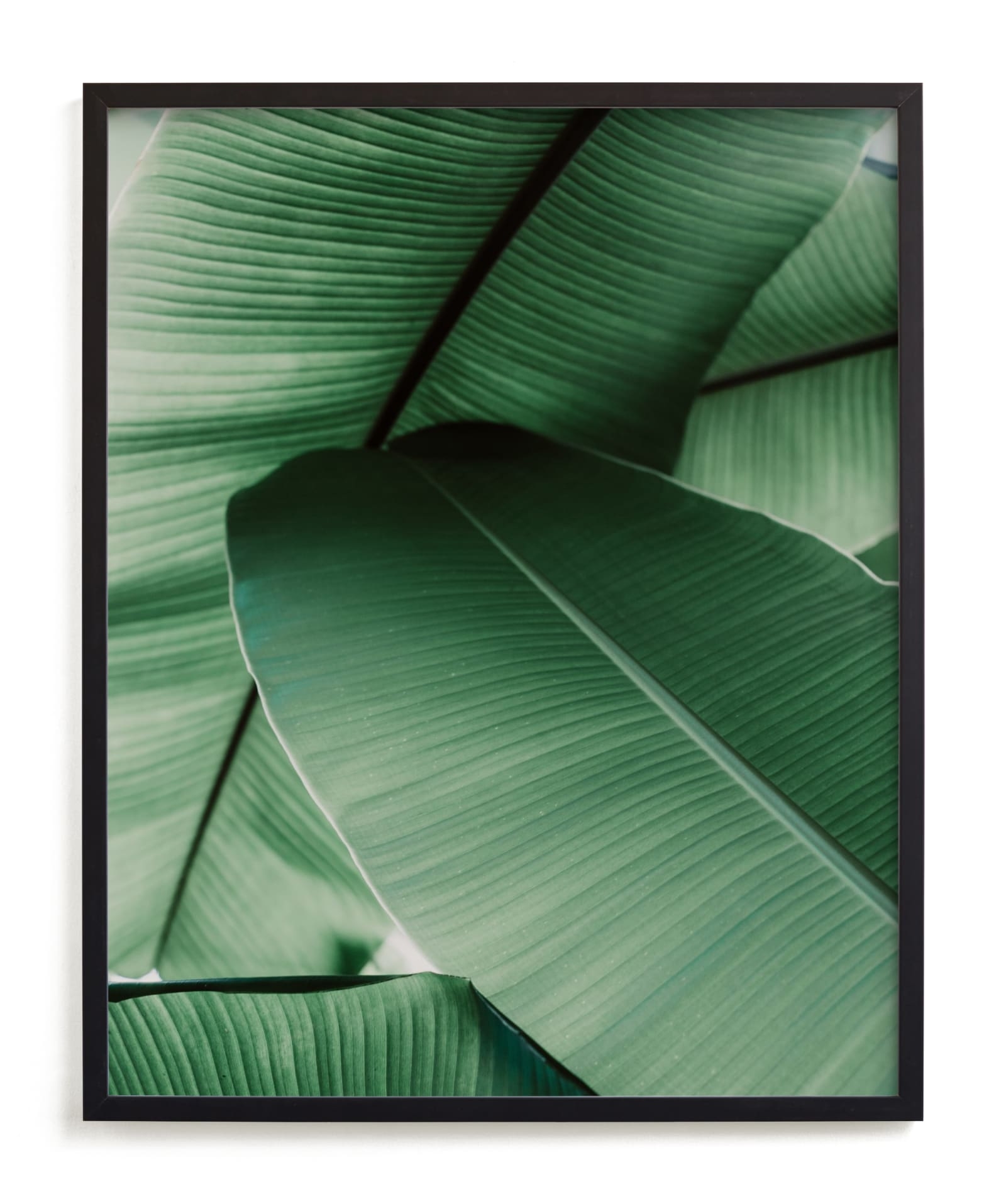 Tropical Leaves Open Edition Fine Art Print - Image 0