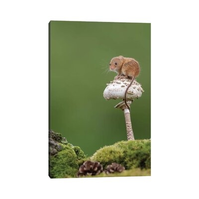 Sitting Pretty - Harvest Mouse by Dean Mason - Wrapped Canvas Photograph Print - Image 0