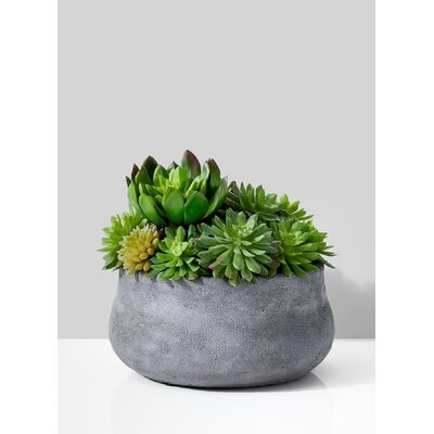 Evergreen Succulent Pot - Image 0