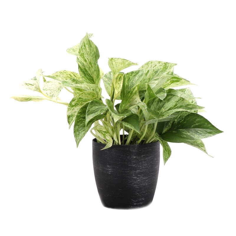 Thorsen's Greenhouse 4" Live Foliage Plant in Pot Base Color: Brushed Silver - Image 0
