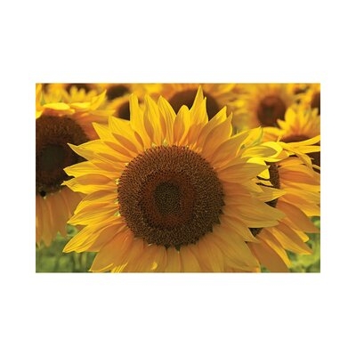 Sunflower Array by - Wrapped Canvas - Image 0