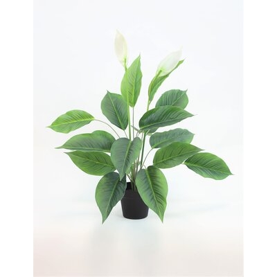 Peace Lily Plant - 29 Inches in , 29" H x 28" W x 28" D - Image 0