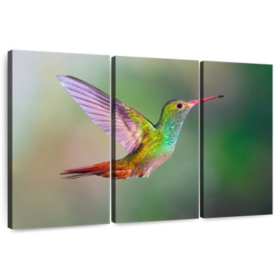 Iridescent Hummingbird