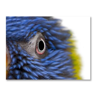 Animal Art - "Feathery Focus" Animal Art Print On Acrylic - Image 0