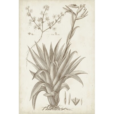 Sepia Exotic Plants IV - Image 0