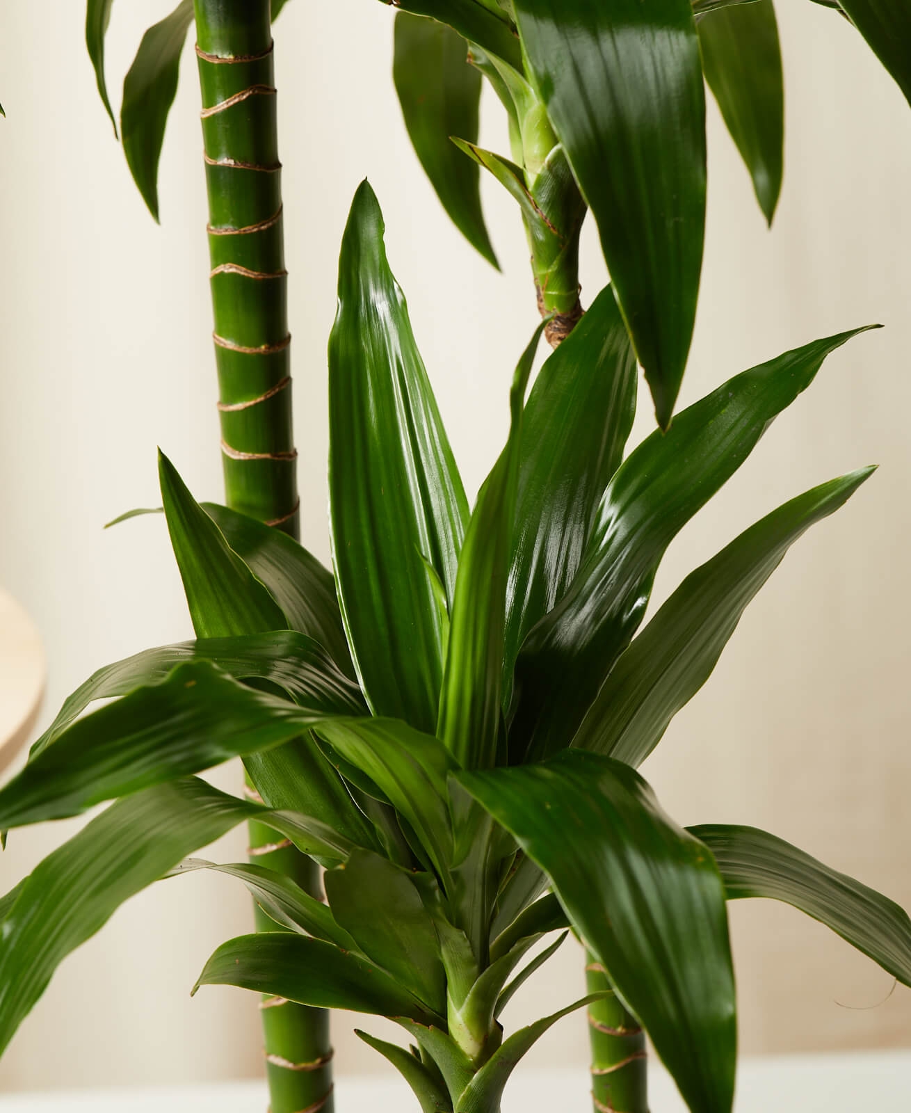 Dracaena Elegance, Charcoal Pot - Image 1
