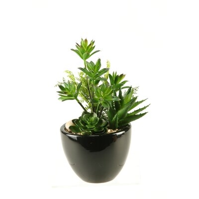 Round Ceramic Floral Arrangements Mini Dracaena/Aloe/Echeveria in Planter - Image 0