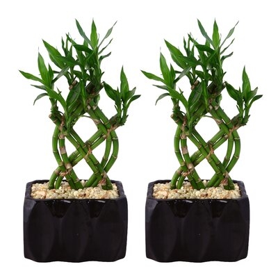 12 Live Foliage 7" Bamboo Plant in Planter Set - Image 0