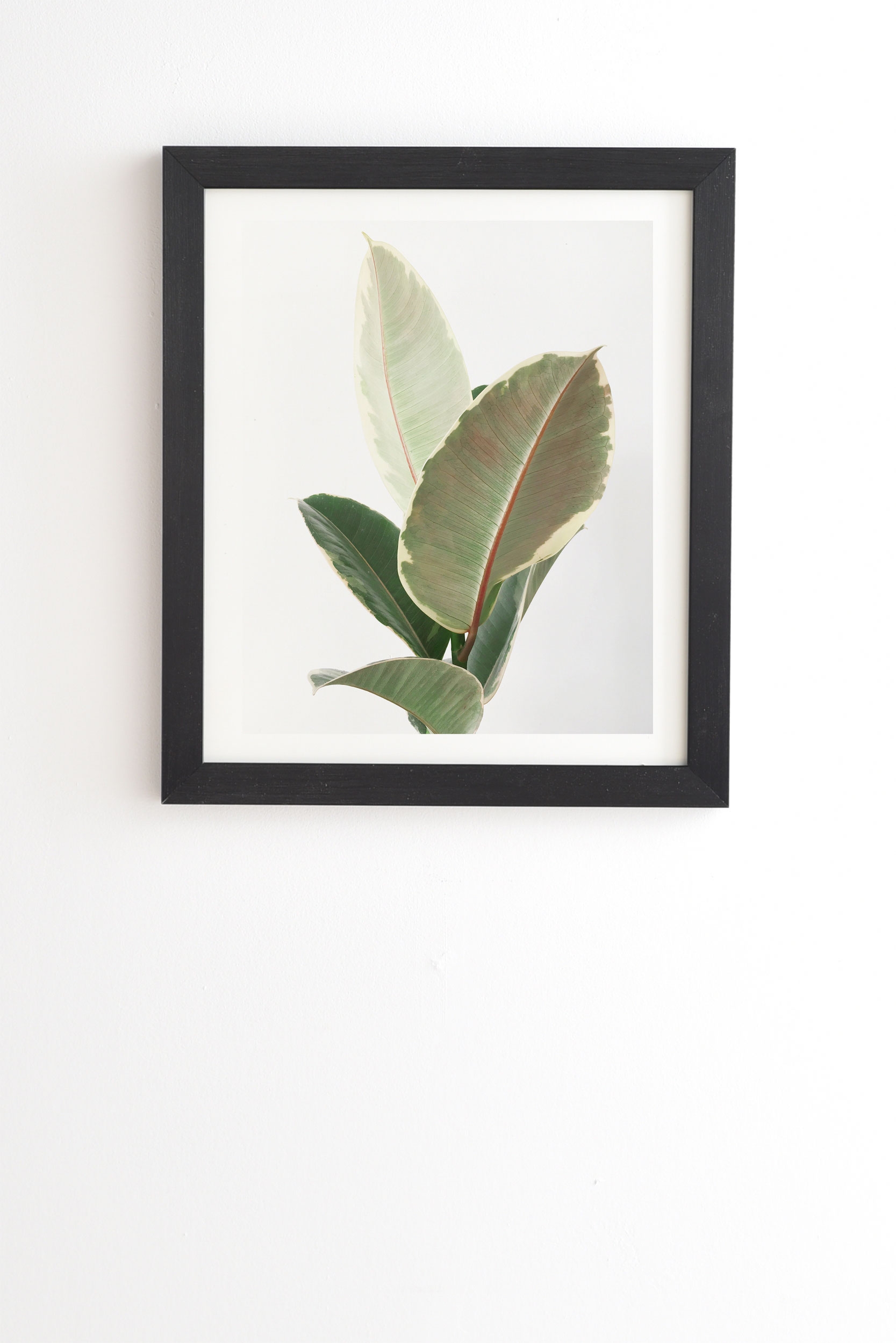 Ficus Tineke by Cassia Beck - Framed Wall Art Basic Black 11" x 13" - Image 0