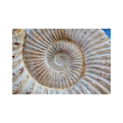 Ancient Snail Spiral Fossil Detail by Depositphotos - Wrapped Canvas Photograph - Image 0