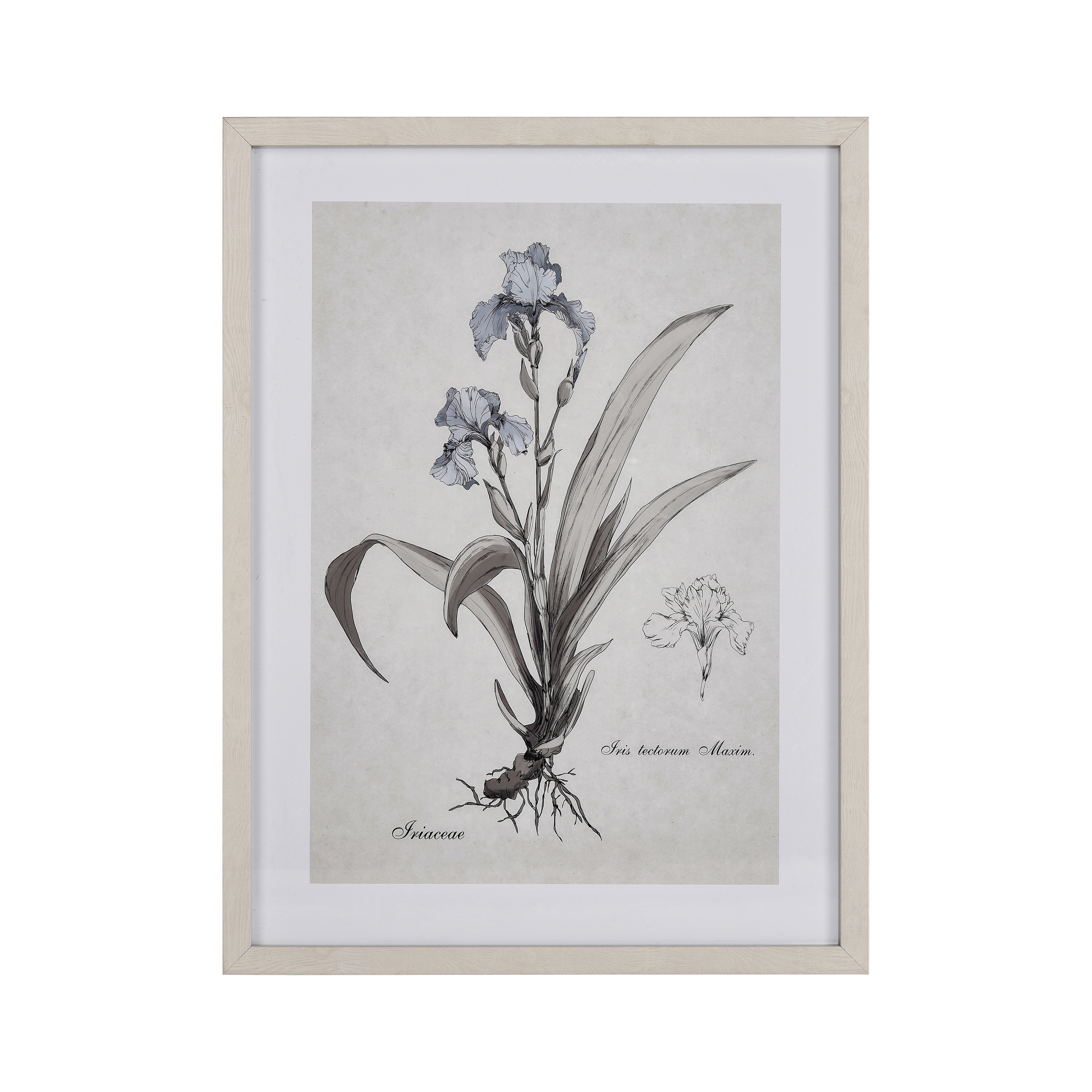 Iris Botanic Framed Wall Art - Image 0