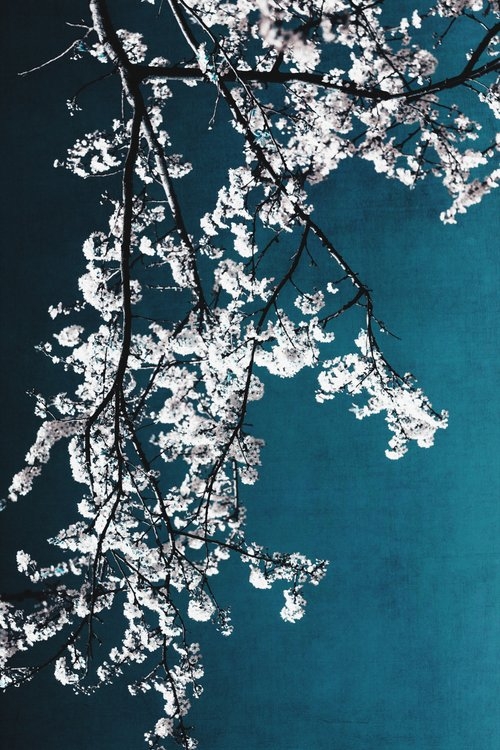 White Blossoms Tree Print - Flowers In Teal - Elegant Floral -  Japanese Nature Photography Framed Art Print by Ingrid Beddoes Photography - Scoop Black - Large 24" x 36"-26x38 - Image 1