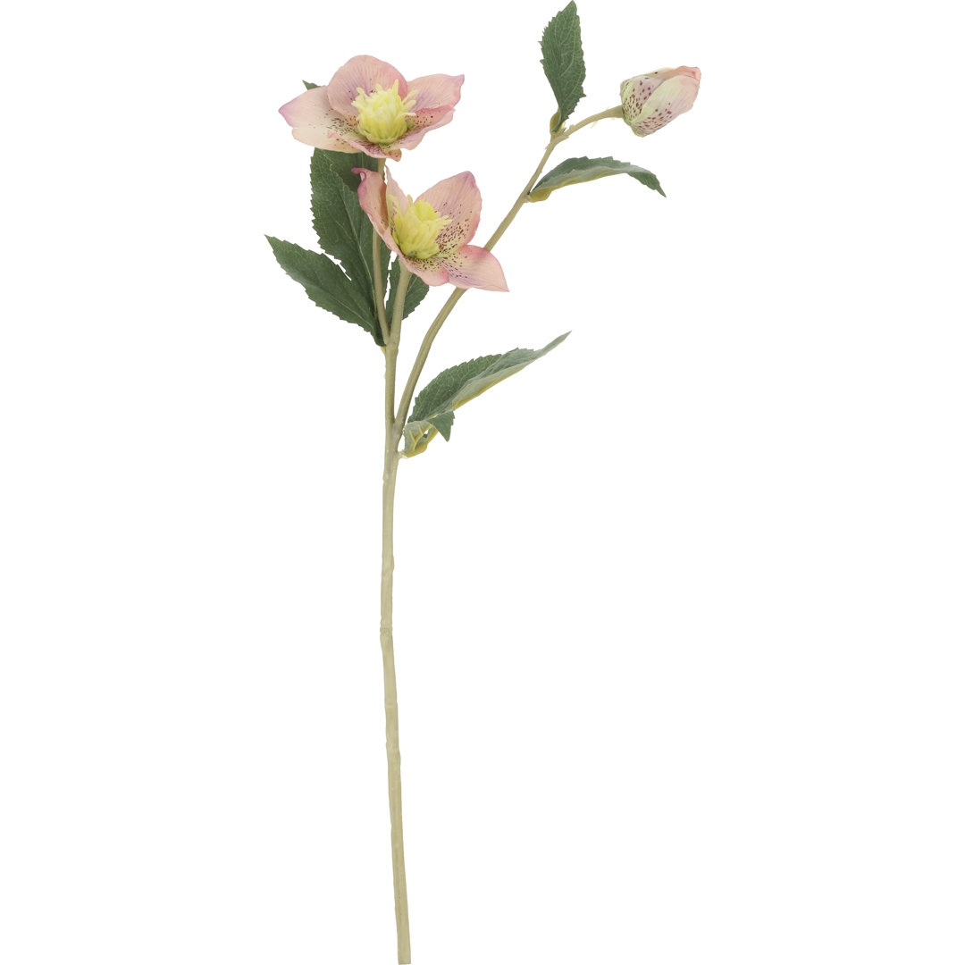 Mark Roberts Helleborus - 22 Inches Box Of 12 - Image 0