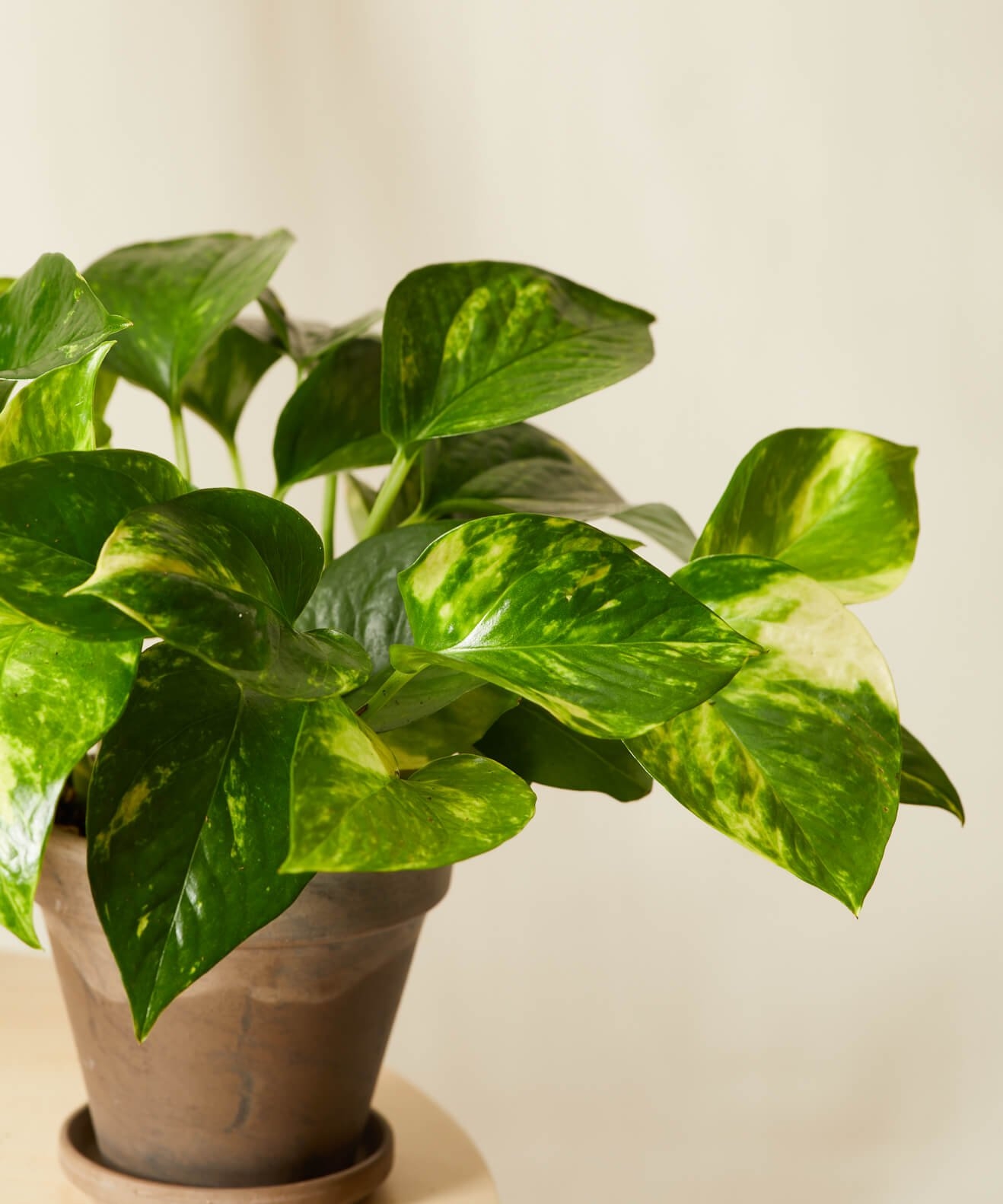 Pothos Collection -  Terracotta - Image 3