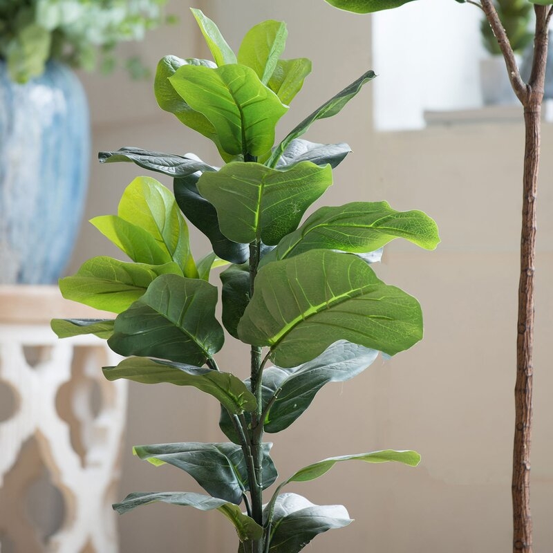 Fiddle-Leaf Fig Tree in Pot - Image 9