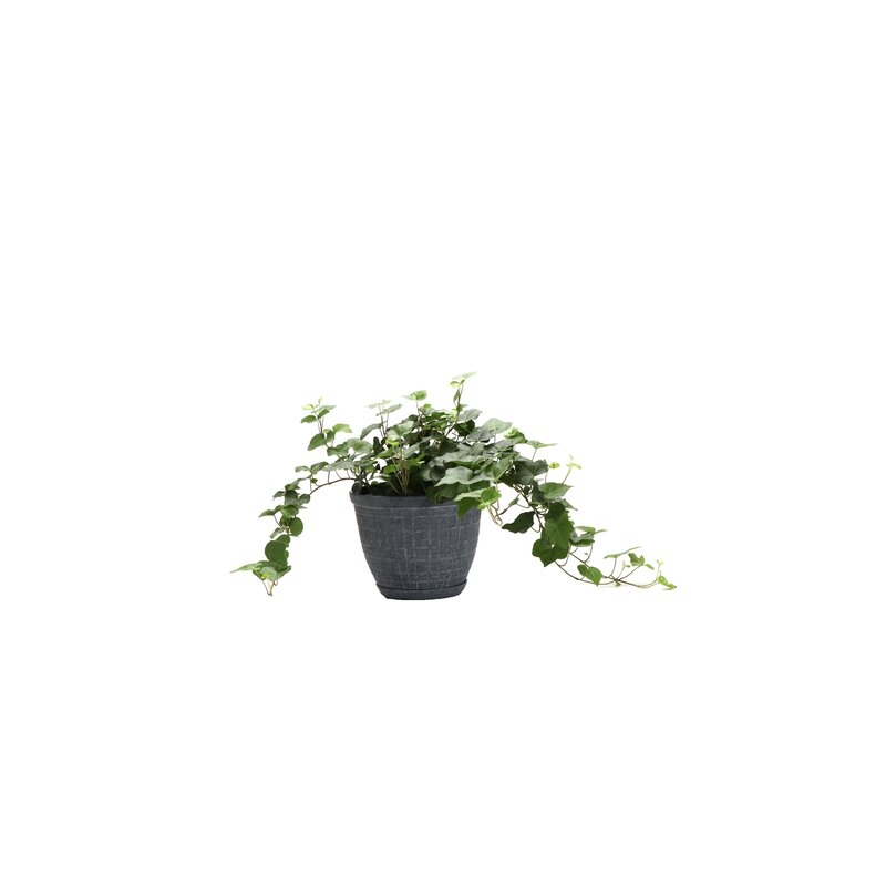 Thorsen's Greenhouse 11" Live Ivy Plant in Pot - Image 0