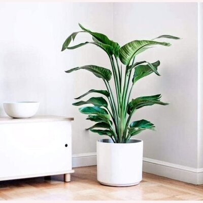 American Plant Exchange Low Maintenance 30'' Bird Of Paradise Plant Floor Plant with Air Purifying Qualities for Outdoor Use - Image 1