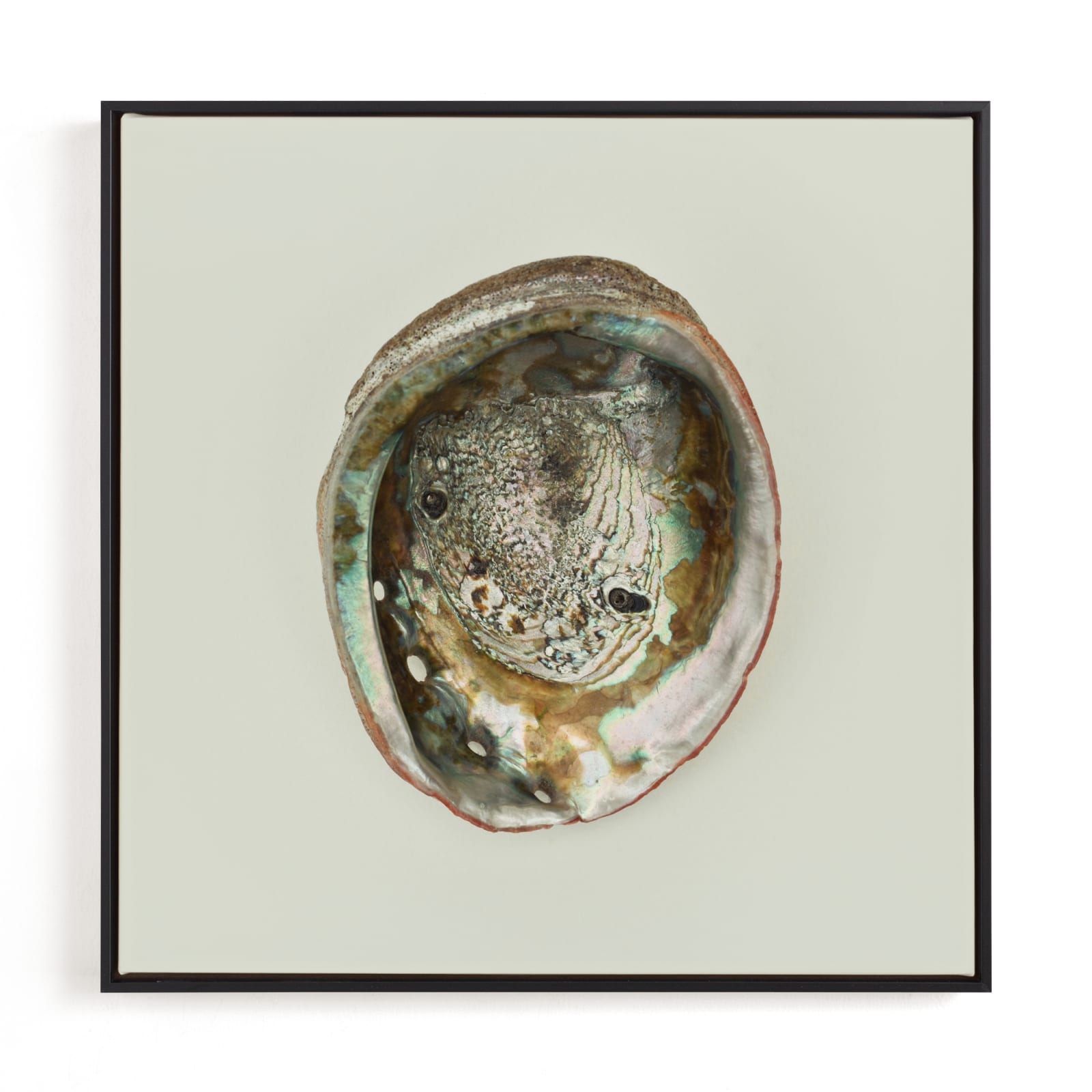 Abalone Shell Limited Edition Fine Art Print 2 - Image 0