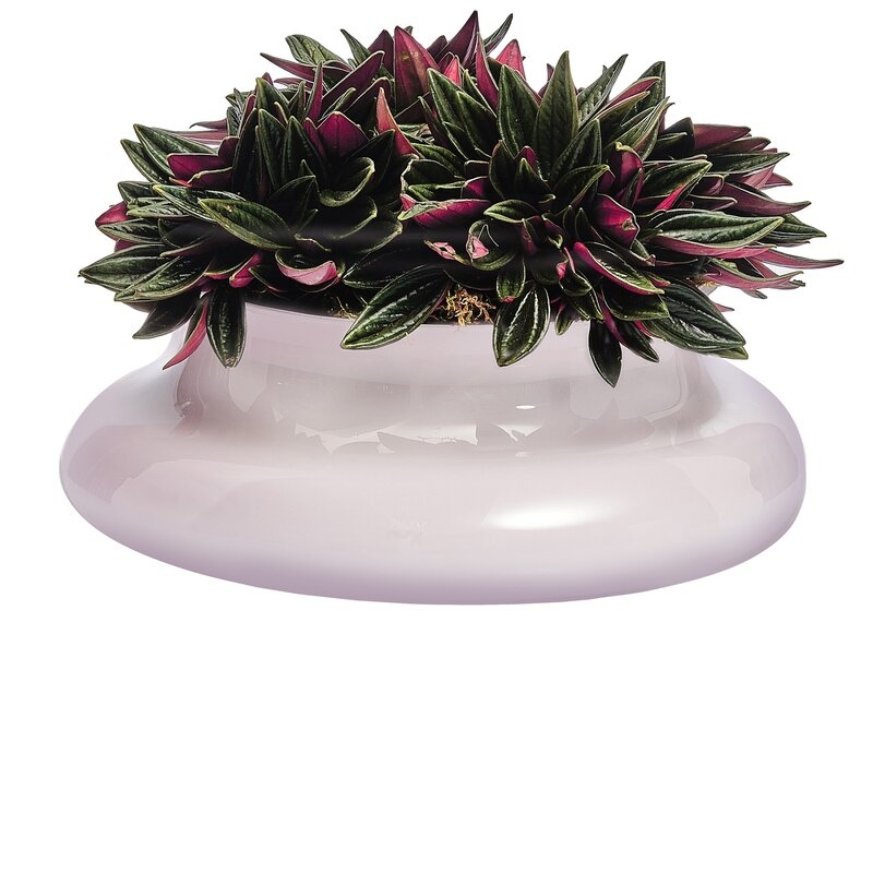 Nude Kurage 4.33" Glass Table Vase Color: Pink - Image 0