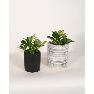 Live Plant Umbrella Plant With Ceramic Planter Pots 5'' Gray/6'' White - Image 0