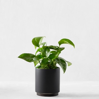 Leon & George Jade Pothos Potted Plant, Small, Black - Image 0