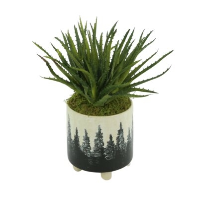 Soft Aloe With Moss In Ceramic  Pot - Image 0