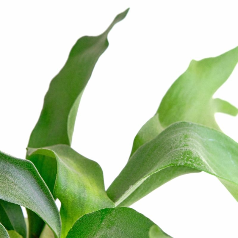 Live Staghorn Fern Plant 6" in Tan Ceramic Pot - Image 2