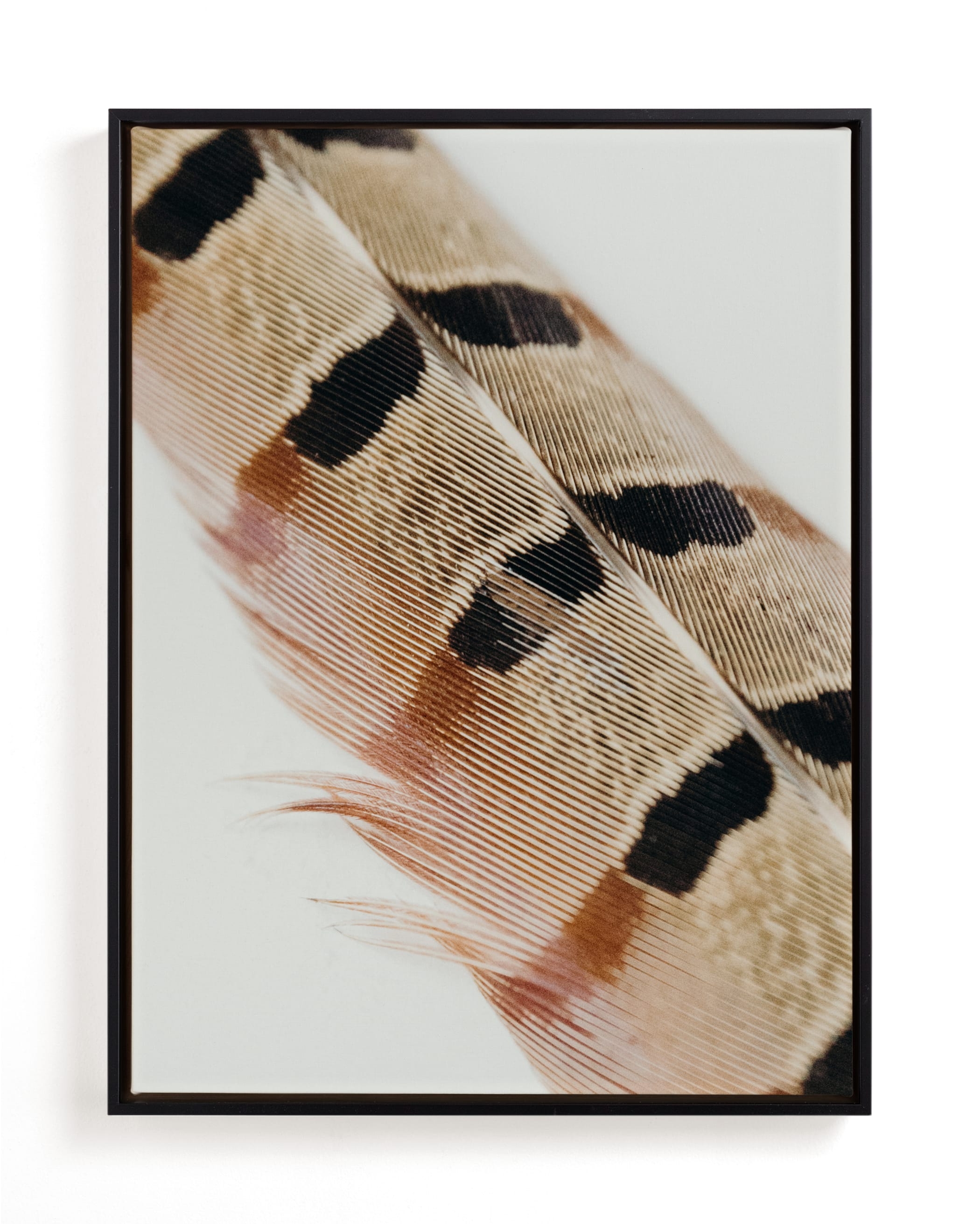 Feather Study I Limited Edition Fine Art Print 2 - Image 0