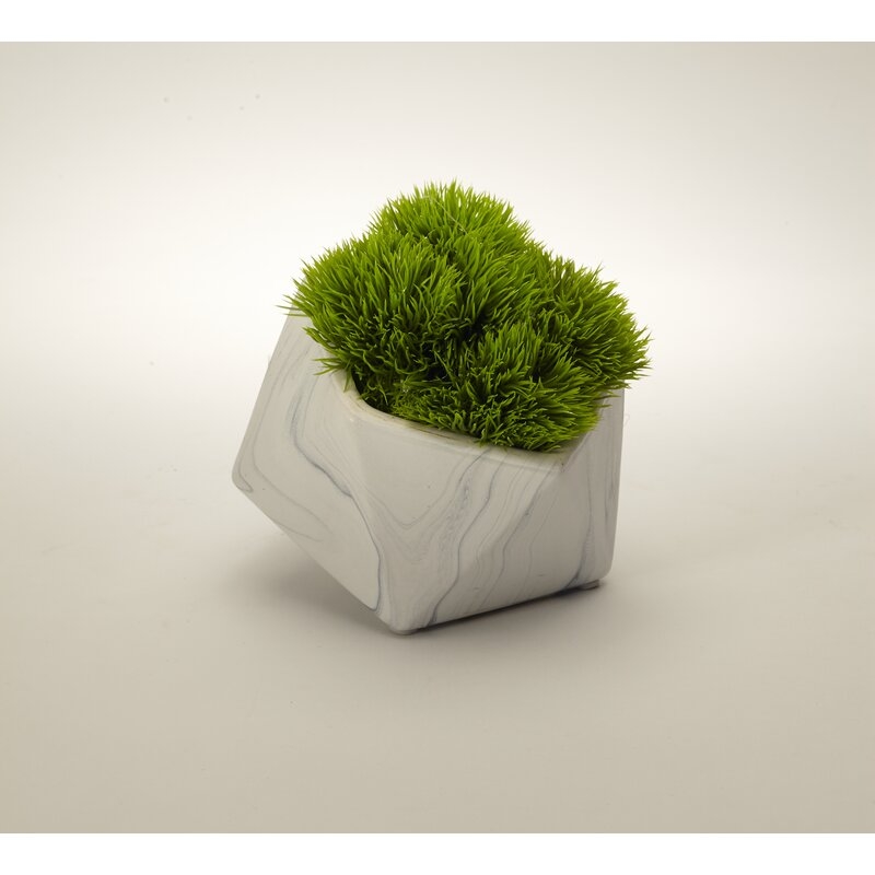 Baby Marble Like Grass in Pot - Image 0