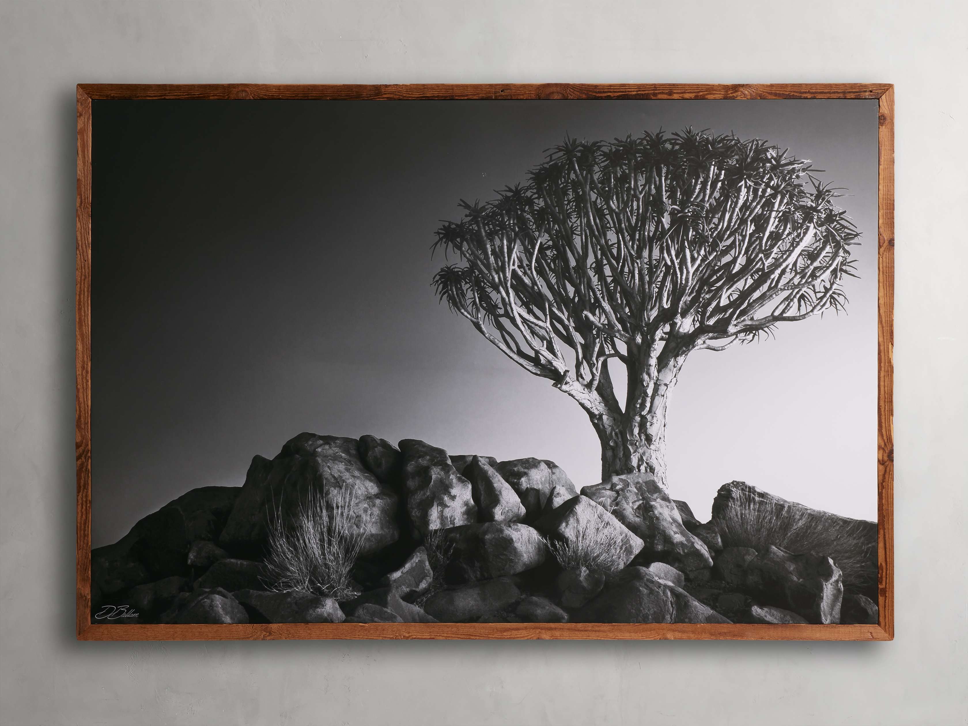 Kokerboom Framed Print in Wood Black - Image 0