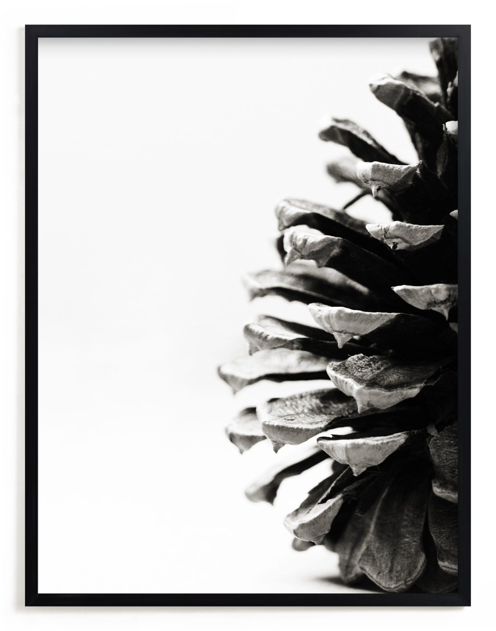 Pine Cone Limited Edition Fine Art Print 1 - Image 0