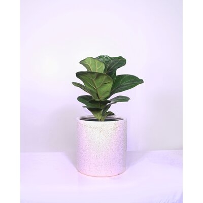 Live Fiddle Leaf Fig With 8" Ceramic Planter Pot - Image 0