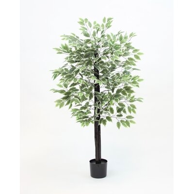 Ficus Tree - 52 Inches - Image 0
