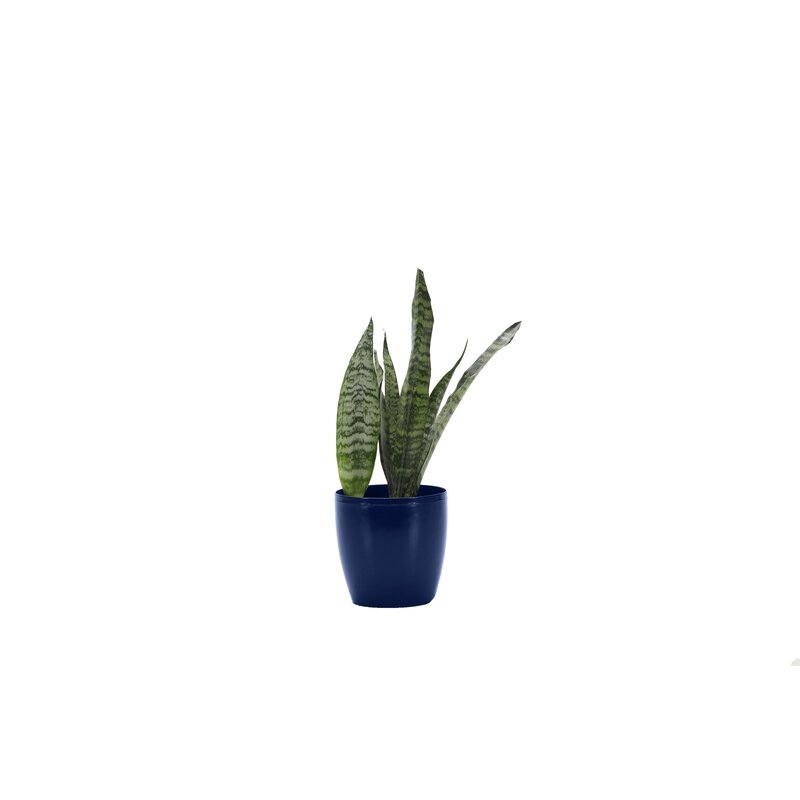 Thorsen's Greenhouse 12" Live Snake Plant in Pot Base Color: Iris - Image 0