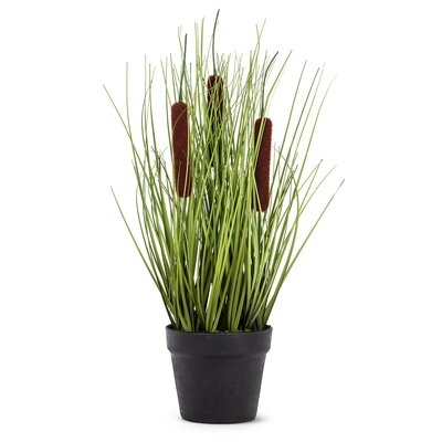 Cattail Grass In Pot Plant - Image 0