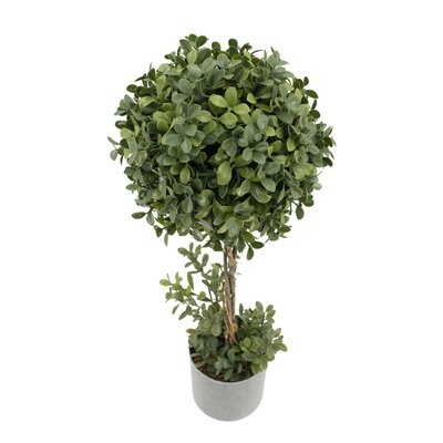 Boxwood Topiary in Pot - Image 0