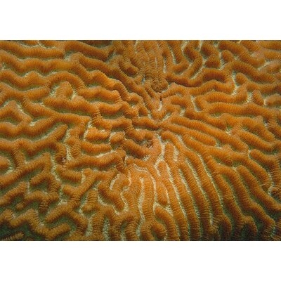 Sites Great Barrier Reef 13 Area Rug - Image 0